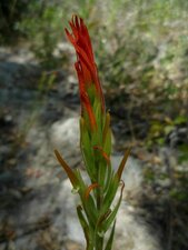 Castilleja minor flower